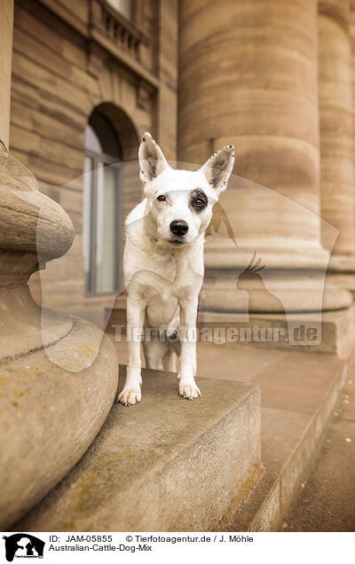 Australian-Cattle-Dog-Mix / Australian-Cattle-Dog-Mongrel / JAM-05855