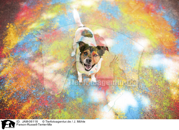 Parson-Russell-Terrier-Mix / JAM-06118