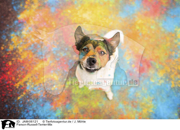Parson-Russell-Terrier-Mix / JAM-06121