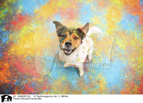Parson-Russell-Terrier-Mix / JAM-06124