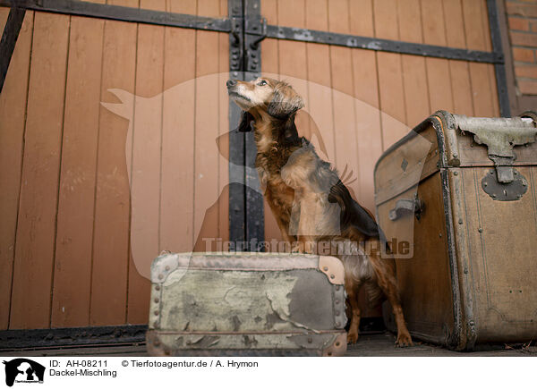 Dackel-Mischling / Dachshund-Mongrel / AH-08211