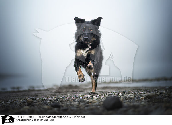Kroatischer-Schferhund-Mix / Croatian-Shepherd-Mongrel / CF-02081