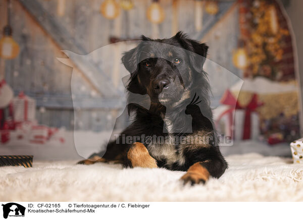 Kroatischer-Schferhund-Mix / Croatian-Shepherd-Mongrel / CF-02165