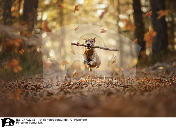 Pinscher-Terrier-Mix / Pinscher-Terrier-Mongrel / CF-02212