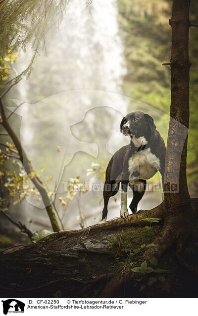 American-Staffordshire-Labrador-Retriever / CF-02250