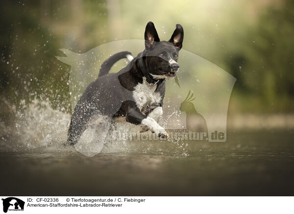 American-Staffordshire-Labrador-Retriever / American-Staffordshire-Labrador-Retriever / CF-02336