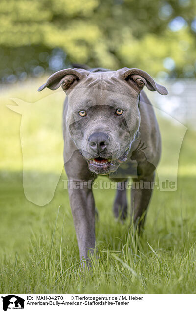 American-Bully-American-Staffordshire-Terrier / American-Bully-American-Staffordshire-Terrier / MAH-04270