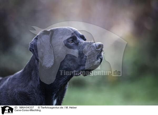 Cane-Corso-Mischling / Cane-Corso-Mongrel / MAH-04337