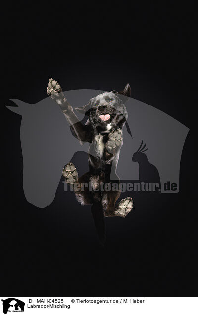 Labrador-Mischling / Labrador-Mongrel / MAH-04525