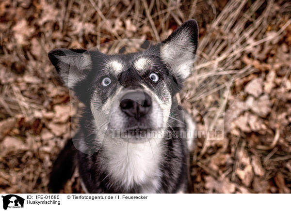 Huskymischling / Husky mongrel / IFE-01680