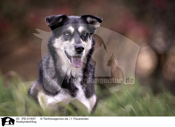 Huskymischling / Husky mongrel / IFE-01697
