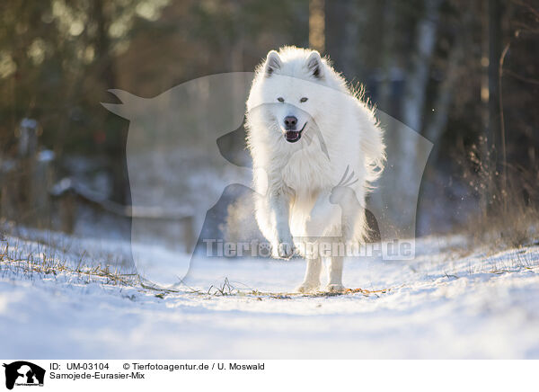 Samojede-Eurasier-Mix / Samoyed-Eurasier-Monngrel / UM-03104