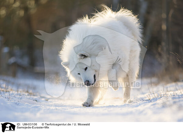 Samojede-Eurasier-Mix / Samoyed-Eurasier-Monngrel / UM-03106