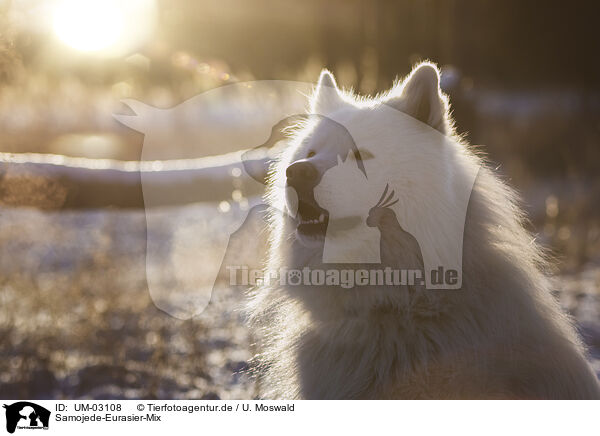 Samojede-Eurasier-Mix / UM-03108