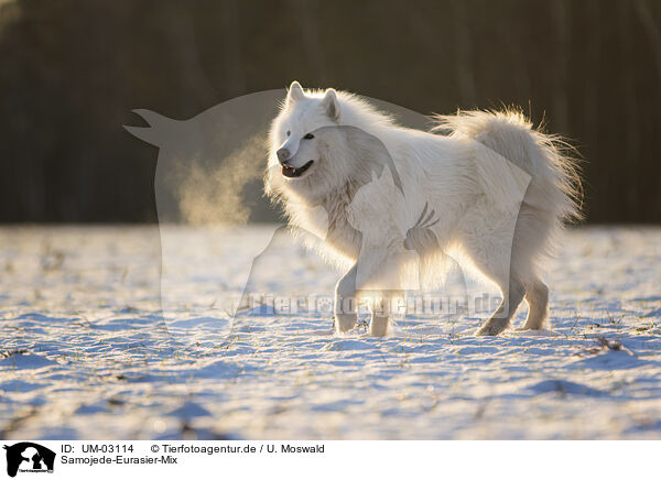 Samojede-Eurasier-Mix / Samoyed-Eurasier-Monngrel / UM-03114