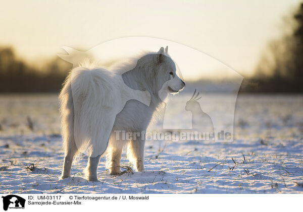 Samojede-Eurasier-Mix / Samoyed-Eurasier-Monngrel / UM-03117