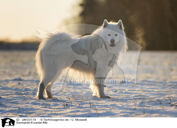 Samojede-Eurasier-Mix / Samoyed-Eurasier-Monngrel / UM-03119