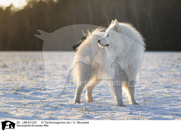 Samojede-Eurasier-Mix / Samoyed-Eurasier-Monngrel / UM-03120