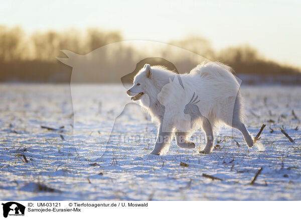 Samojede-Eurasier-Mix / Samoyed-Eurasier-Monngrel / UM-03121