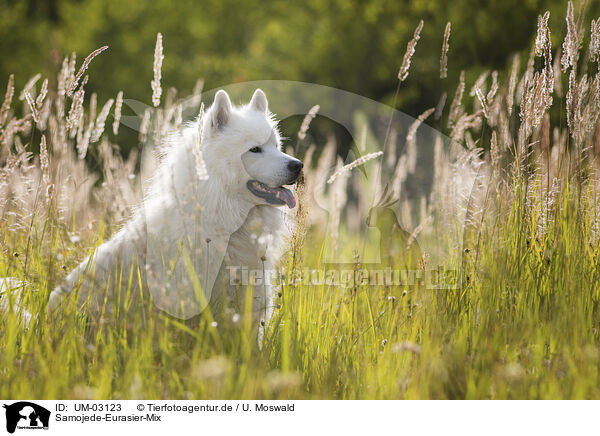 Samojede-Eurasier-Mix / Samoyed-Eurasier-Monngrel / UM-03123