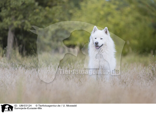 Samojede-Eurasier-Mix / Samoyed-Eurasier-Monngrel / UM-03124