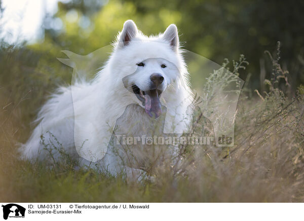 Samojede-Eurasier-Mix / Samoyed-Eurasier-Monngrel / UM-03131