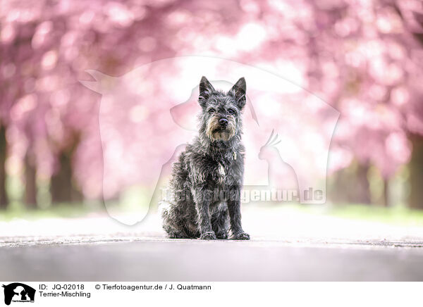 Terrier-Mischling / Terrier-Mongrel / JQ-02018