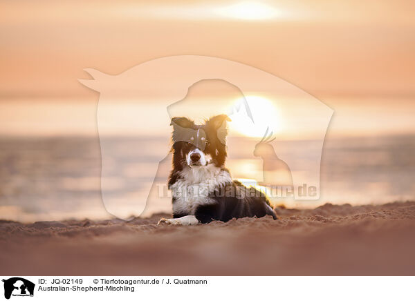 Australian-Shepherd-Mischling / Australian-Shepherd-Mongrel / JQ-02149