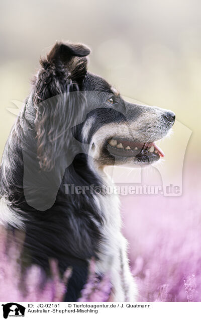 Australian-Shepherd-Mischling / JQ-02151