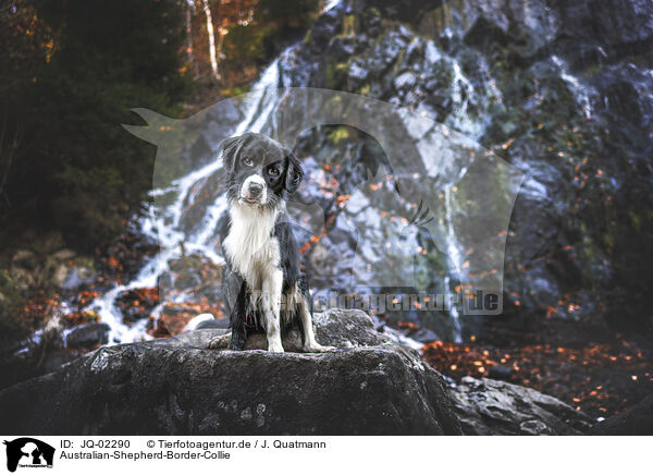 Australian-Shepherd-Border-Collie / Australian-Shepherd-Border-Collie / JQ-02290