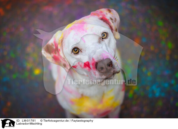 Labrador-Mischling / Labrador-Mongrel / LM-01781