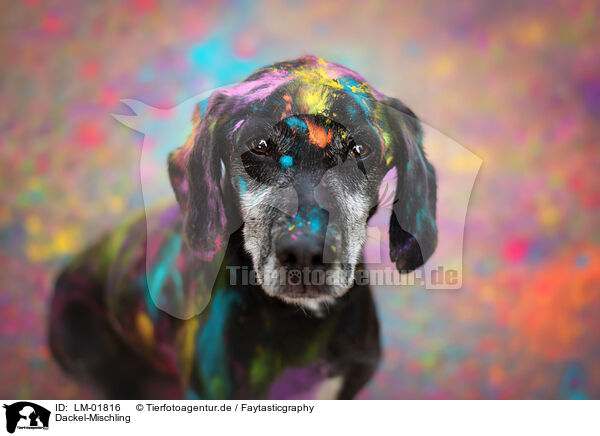 Dackel-Mischling / Dachshund-Mongrel / LM-01816