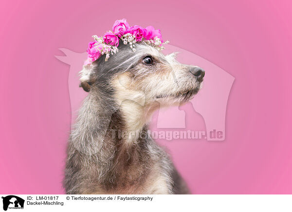 Dackel-Mischling / Dachshund-Mongrel / LM-01817