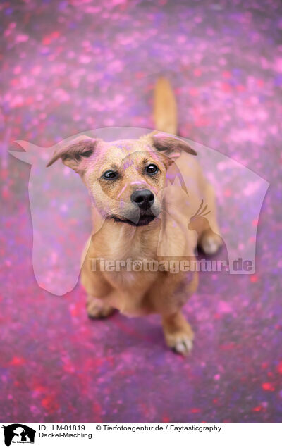 Dackel-Mischling / Dachshund-Mongrel / LM-01819