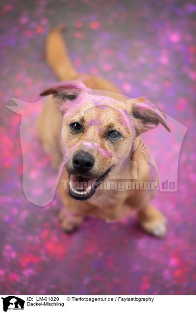 Dackel-Mischling / Dachshund-Mongrel / LM-01820