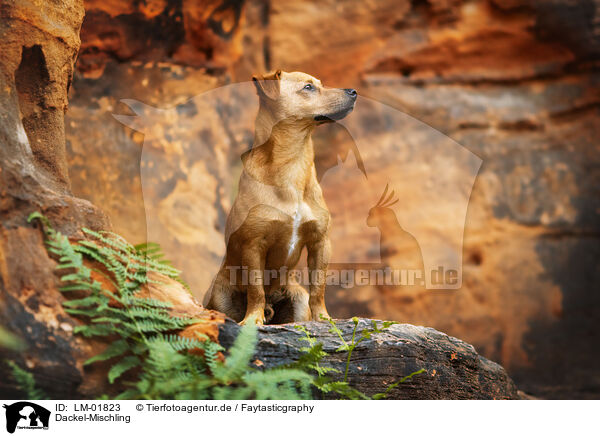 Dackel-Mischling / Dachshund-Mongrel / LM-01823