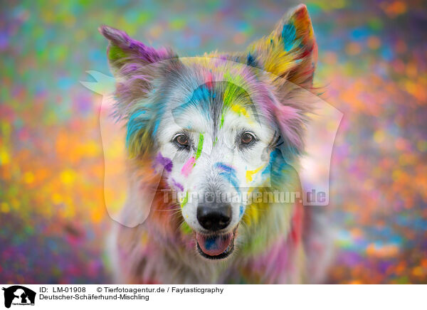 Deutscher-Schferhund-Mischling / LM-01908