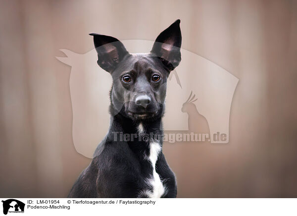 Podenco-Mischling / Podenco-Mongrel / LM-01954
