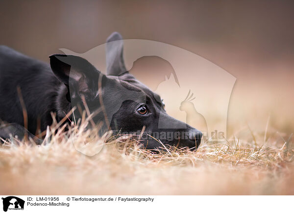 Podenco-Mischling / Podenco-Mongrel / LM-01956