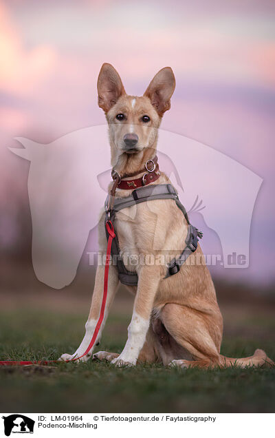 Podenco-Mischling / Podenco-Mongrel / LM-01964