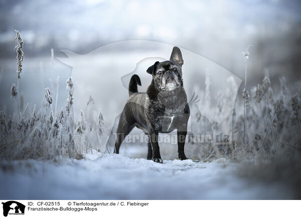 Franzsische-Bulldogge-Mops / French-Bulldog-Pug / CF-02515