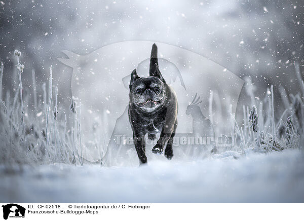 Franzsische-Bulldogge-Mops / French-Bulldog-Pug / CF-02518