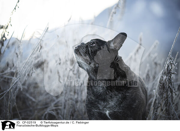 Franzsische-Bulldogge-Mops / French-Bulldog-Pug / CF-02519