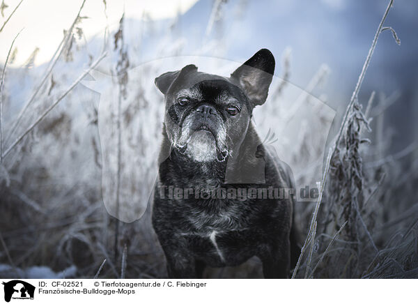 Franzsische-Bulldogge-Mops / French-Bulldog-Pug / CF-02521