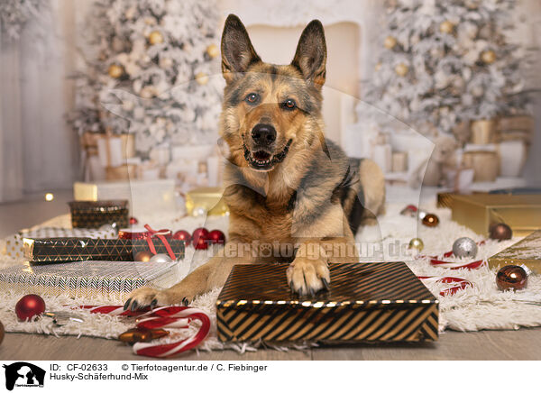 Husky-Schferhund-Mix / Husky-Shepherd-Mongrel / CF-02633