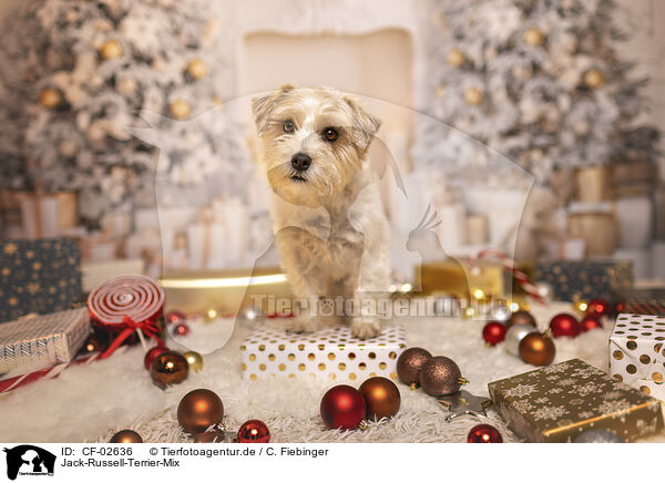 Jack-Russell-Terrier-Mix / Jack-Russell-Terrier-Mongrel / CF-02636