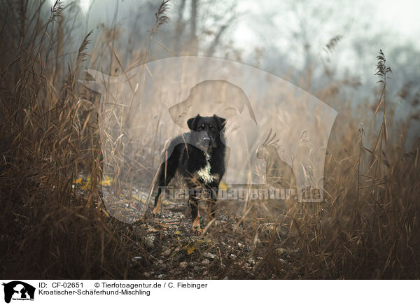 Kroatischer-Schferhund-Mischling / Croatian-Shepherd-Mongrel / CF-02651