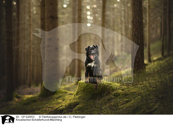 Kroatischer-Schferhund-Mischling / Croatian-Shepherd-Mongrel / CF-02653