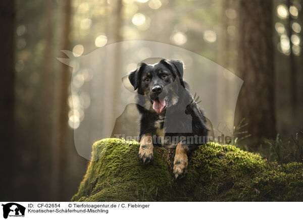 Kroatischer-Schferhund-Mischling / Croatian-Shepherd-Mongrel / CF-02654