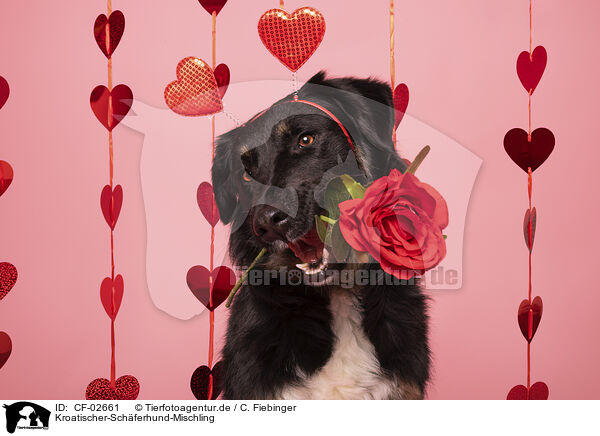Kroatischer-Schferhund-Mischling / Croatian-Shepherd-Mongrel / CF-02661